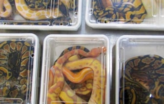 Брестские таможенники обнаружили 19 королевских питонов в рейсовом автобусе из Польши