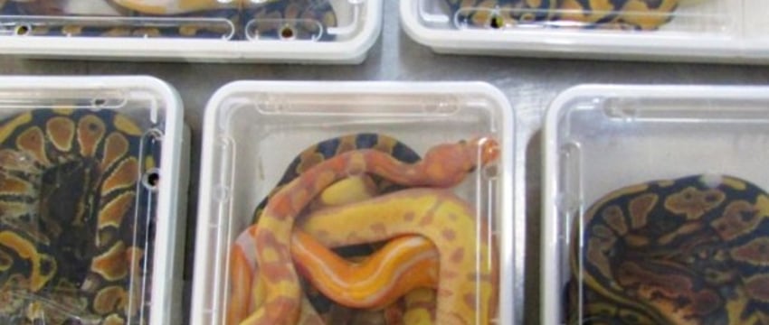 Брестские таможенники обнаружили 19 королевских питонов в рейсовом автобусе из Польши