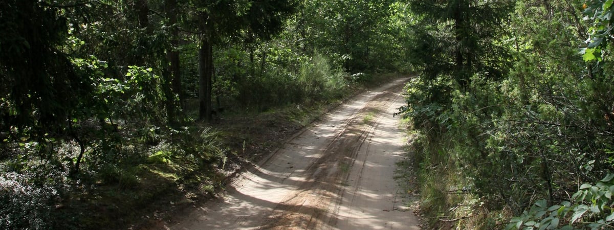 В Беларуси люди теряются в лесах — что нужно знать, чтобы не заблудиться