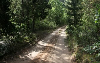 В Беларуси люди теряются в лесах — что нужно знать, чтобы не заблудиться