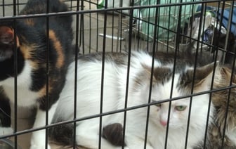 Обязательного чипирования кошек и собак в Беларуси пока не будет