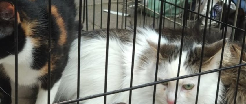 Обязательного чипирования кошек и собак в Беларуси пока не будет