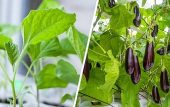 Как вырастить богатый урожай баклажанов? 10 советов, которые пригодятся каждому огороднику — Полезно