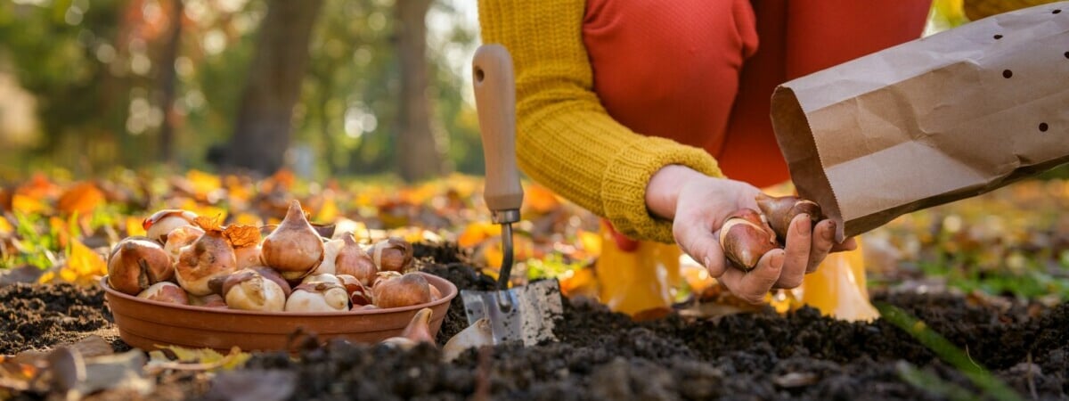 Когда высаживать луковичные цветы осенью? Добавьте это в лунки к тюльпанам, чтобы весной цвели дольше — Полезно