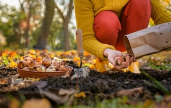 Когда высаживать луковичные цветы осенью? Добавьте это в лунки к тюльпанам, чтобы весной цвели дольше — Полезно