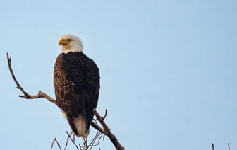 Житель Полоцка попал в больницу после ДТП с диким животным на трассе Брест – Минск