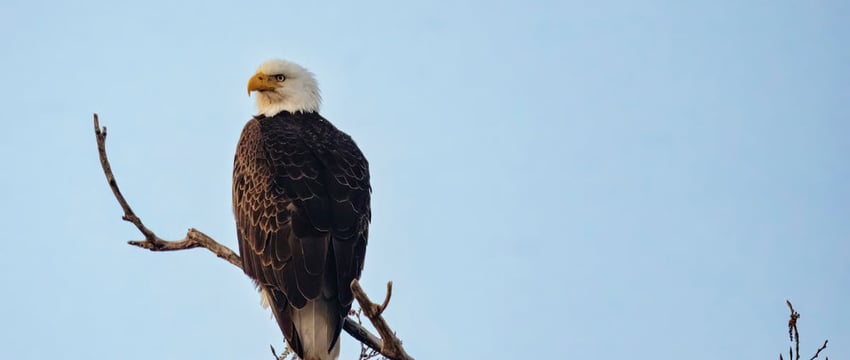 Житель Полоцка попал в больницу после ДТП с диким животным на трассе Брест – Минск