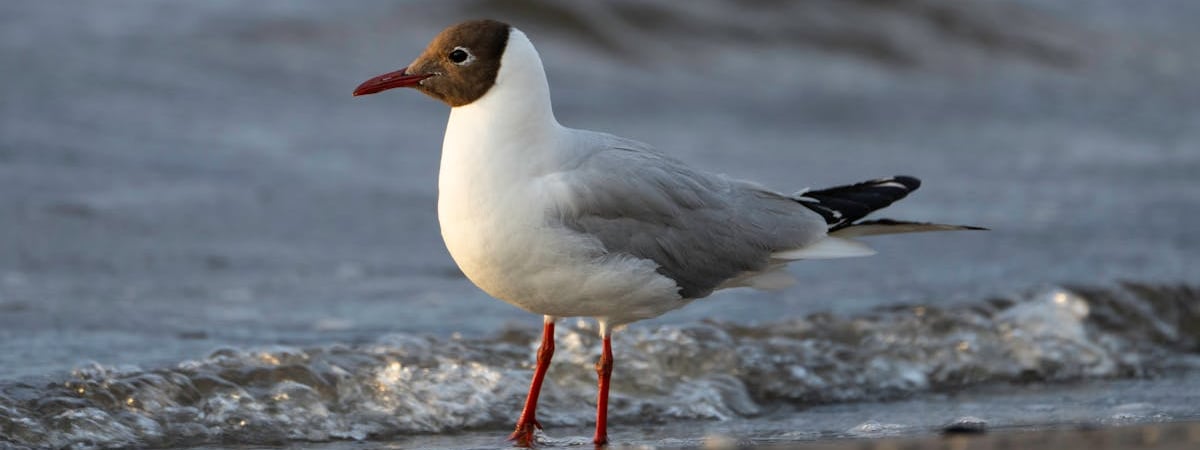 Латвия уведомила Беларусь о введении лимитов на ввоз топлива для грузовиков