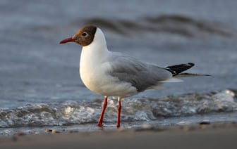 Латвия уведомила Беларусь о введении лимитов на ввоз топлива для грузовиков