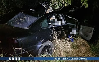 Ребенок погиб в результате столкновения легковушки с лосем под Витебском