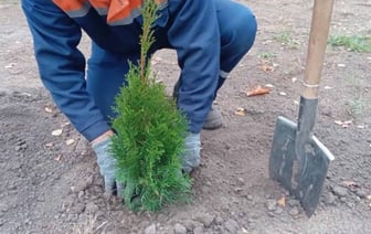 Выкопать понравившееся дерево или куст в лесу и посадить у себя во дворе? Можно, но есть нюансы