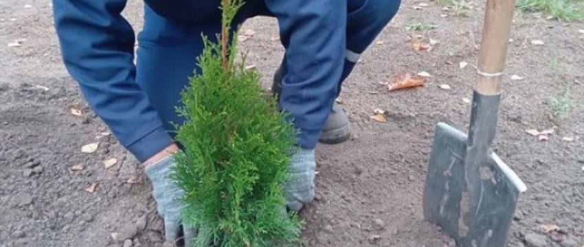 Выкопать понравившееся дерево или куст в лесу и посадить у себя во дворе? Можно, но есть нюансы