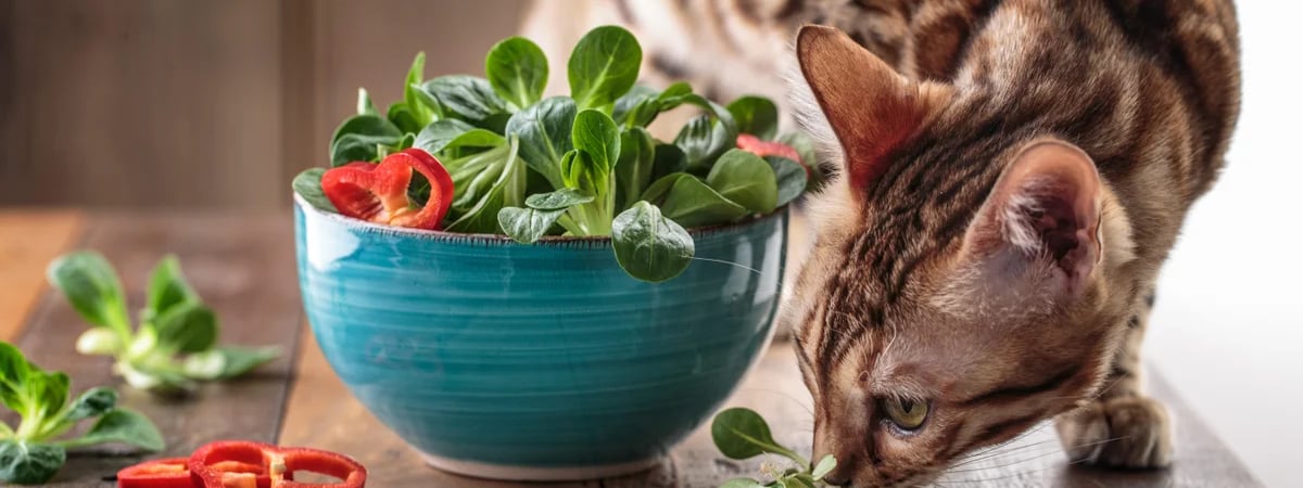 Котов можно вообще не кормить мясом? Ветеринар поделился результатами исследования. Но есть нюанс — Полезно