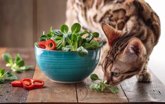 Котов можно вообще не кормить мясом? Ветеринар поделился результатами исследования. Но есть нюанс — Полезно