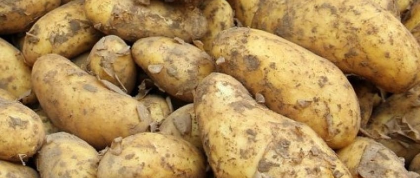 Вывезти картошку из Беларуси можно будет только по лицензии