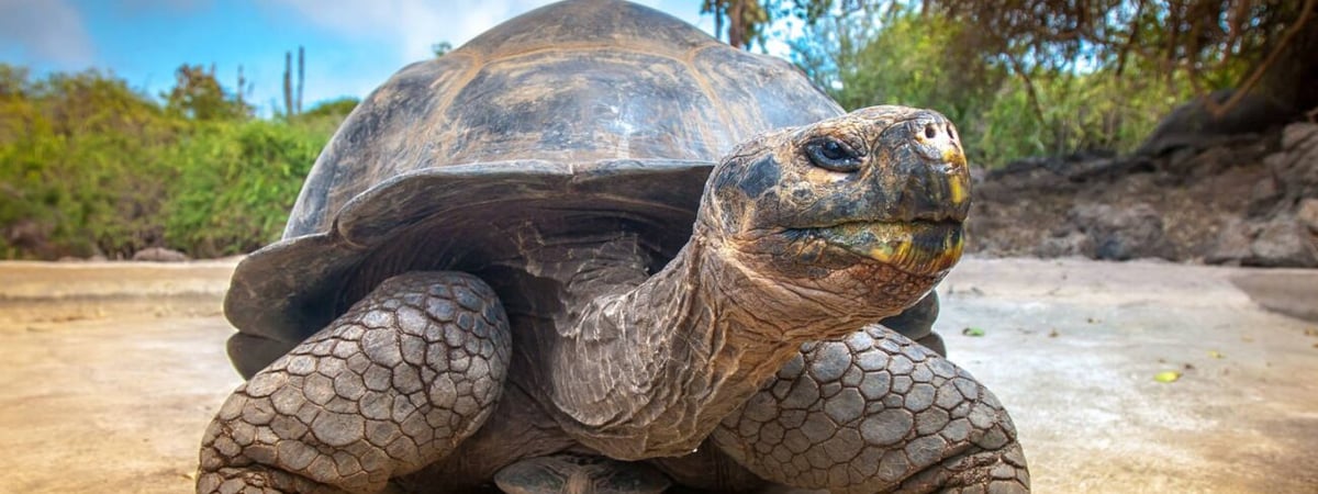 В зоопарк Гродно привезли огромную черепаху — для ее транспортировки использовали даже грузовик