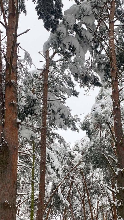 Жителей Бреста просят временно не ходить в парки. И вот почему
