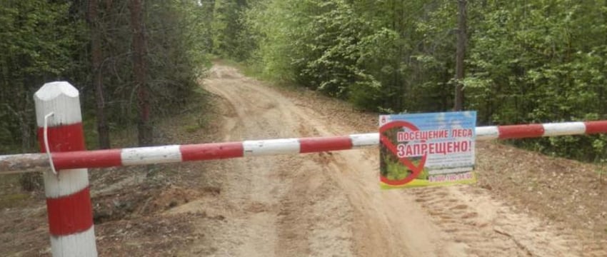 Ограничения на посещение лесов в Беларуси из-за пожарной опасности