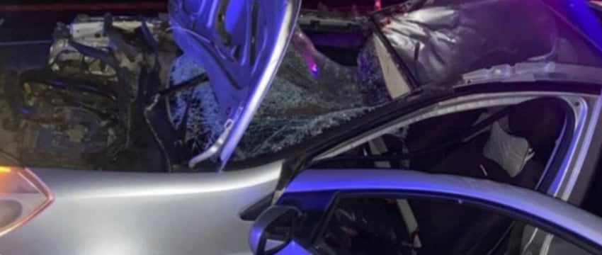 Лось стал причиной смертельного ДТП