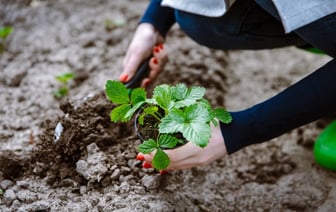 Когда белорусам пересаживать клубнику в сентябре? Эти 5 дат будут самыми благоприятными — Полезно