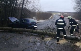Дерево упало на проезжающий автомобиль под Ляховичами