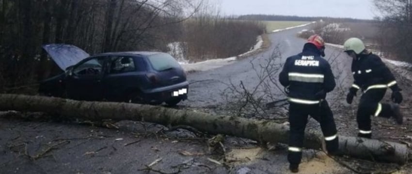 Дерево упало на проезжающий автомобиль под Ляховичами