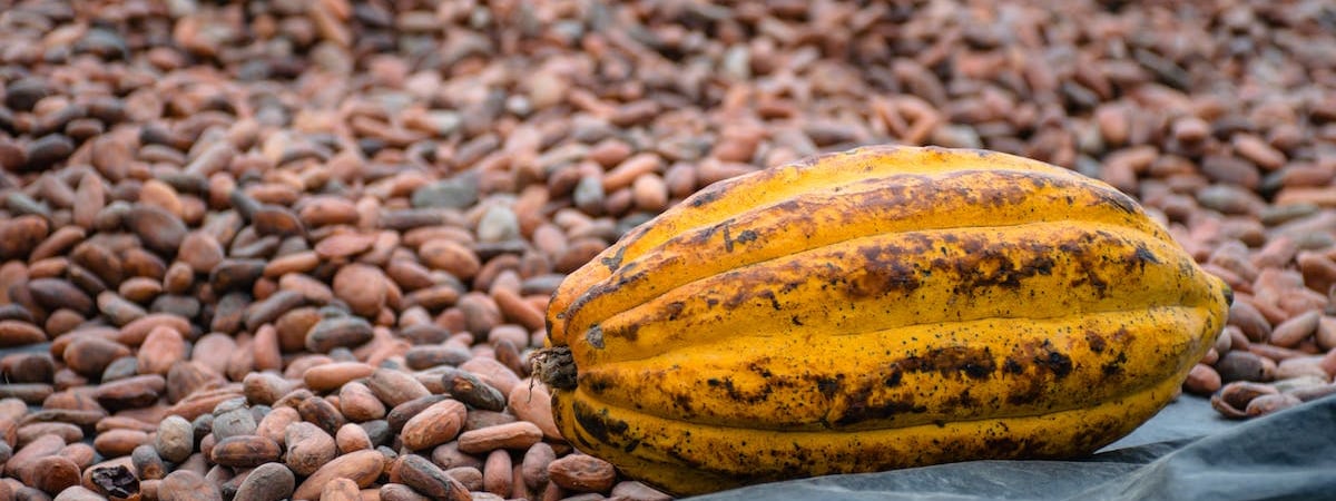 Мировые цены на какао выросли вдвое