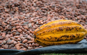 Мировые цены на какао выросли вдвое