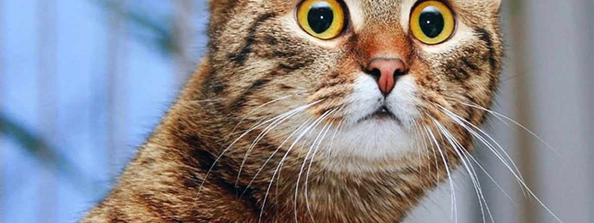 Эти четыре ошибки допускают почти все любители кошек. Почему нельзя кормить их только из миски? — Полезно