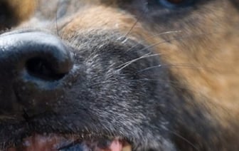 Владельцев потенциально опасных пород собак обяжут пройти спецкурс