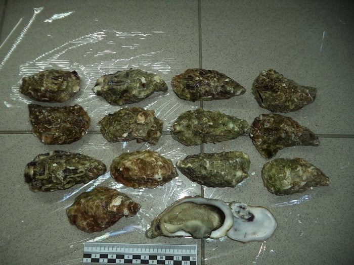 Более 630 кг устриц из Беларуси не попало в рестораны Москвы