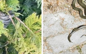 «Чьи подруги?» Набережную в Пинске захватили ужи — змеи даже висят на деревьях