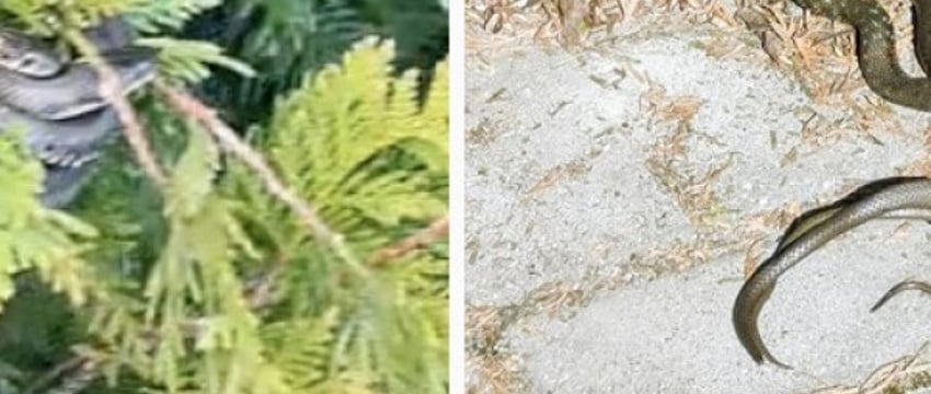 «Чьи подруги?» Набережную в Пинске захватили ужи — змеи даже висят на деревьях