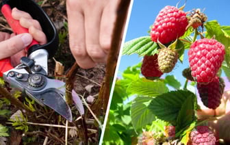 Как обрезать малину в сентябре? Сделайте эти 3 вещи — и следующий сезон удивит урожаем — Полезно