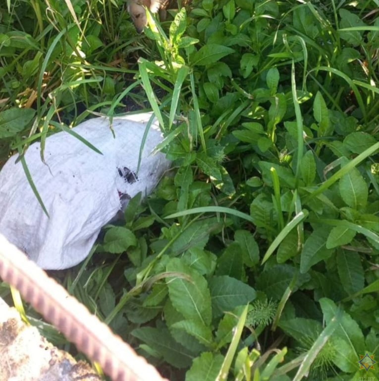 В Беларуси сотрудники МЧС спасли из воды обессиленную собаку