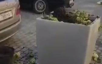 В Бресте парень уничтожил несколько клумб