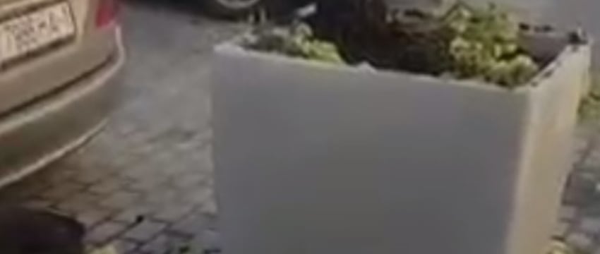 В Бресте парень уничтожил несколько клумб