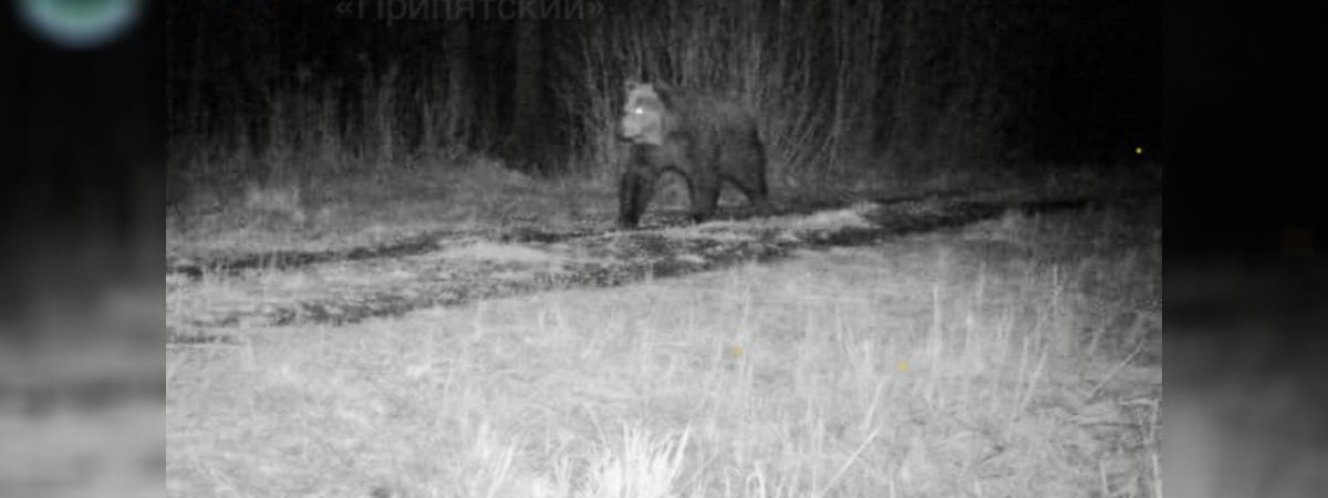В нацпарке «Припятский» учёные снова обнаружили это животное. Его там не видели с 1981 по 2023 год