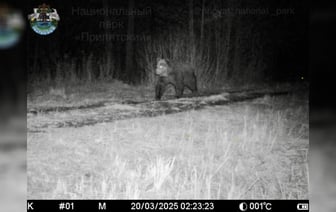 В нацпарке «Припятский» учёные снова обнаружили это животное. Его там не видели с 1981 по 2023 год