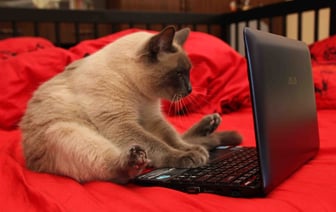 Минчанин пожаловался, что ему стало сложно работать на удалёнке. Юрист ответил, можно ли вернуться в офис