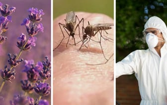 Борьба с комарами: способы и профилактика