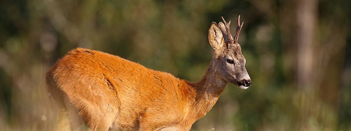 В Гродно на оживленной дороге сбили косулю