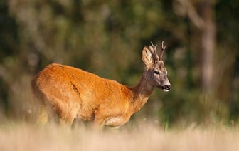 В Гродно на оживленной дороге сбили косулю