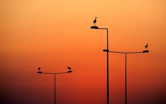 Ученые ожидают рекордную жару в 2024 году