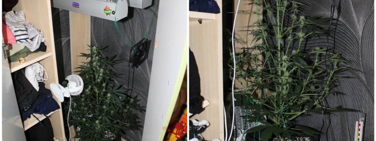 Житель Мостов выращивал дома странное растение — эксперты выяснили, что это