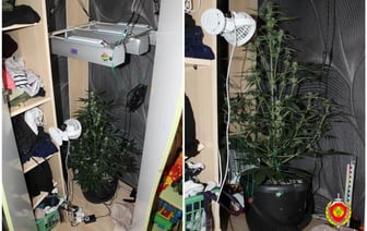 Житель Мостов выращивал дома странное растение — эксперты выяснили, что это