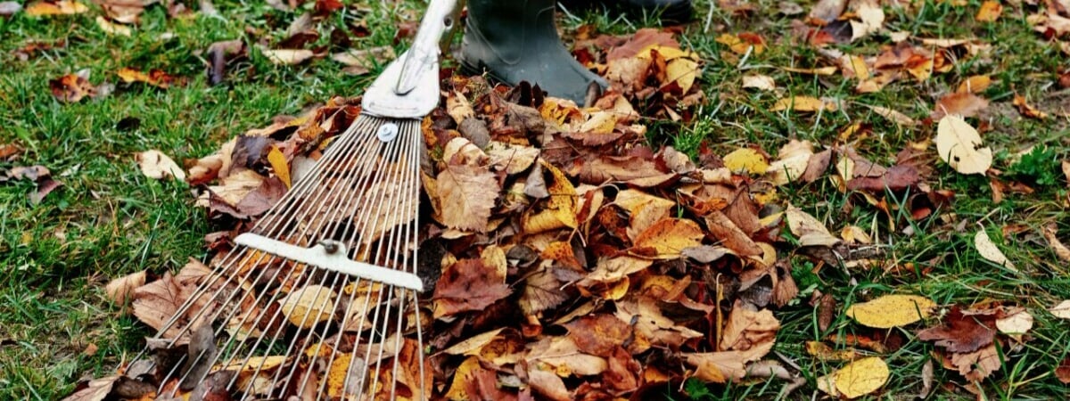 Как быстро убрать опавшую листву осенью? Этот трюк с граблями избавит от болей в спине — Полезно