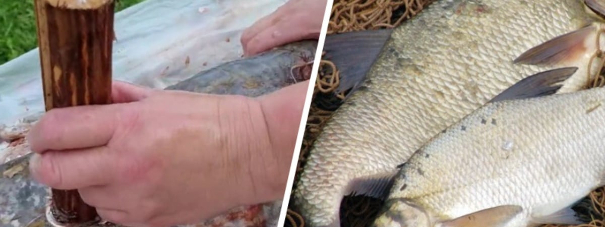 Как быстро почистить рыбу от чешуи? Этот «дедушкин» способ собрал почти миллион просмотров в TikTok — Полезно