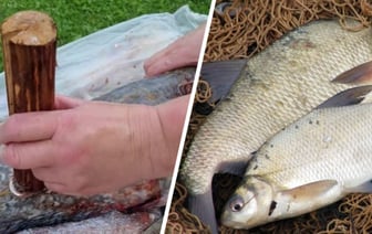 Как быстро почистить рыбу от чешуи? Этот «дедушкин» способ собрал почти миллион просмотров в TikTok — Полезно