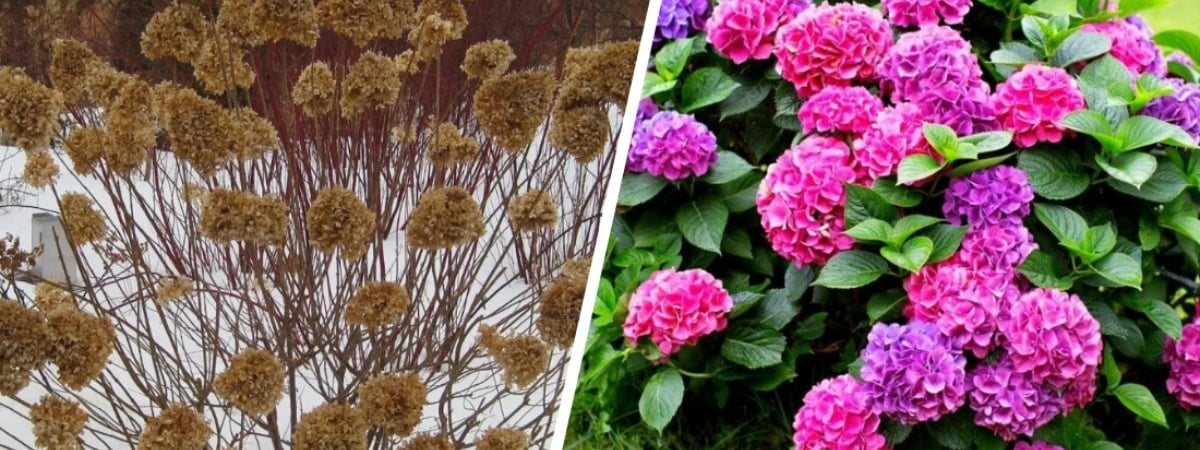 Как защитить гортензию на зиму? Сделайте эту процедуру осенью — и кусты порадуют небывалым цветением — Полезно